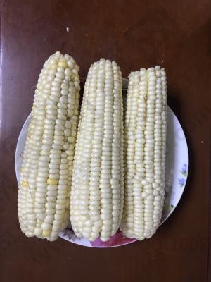 玉米 玉米